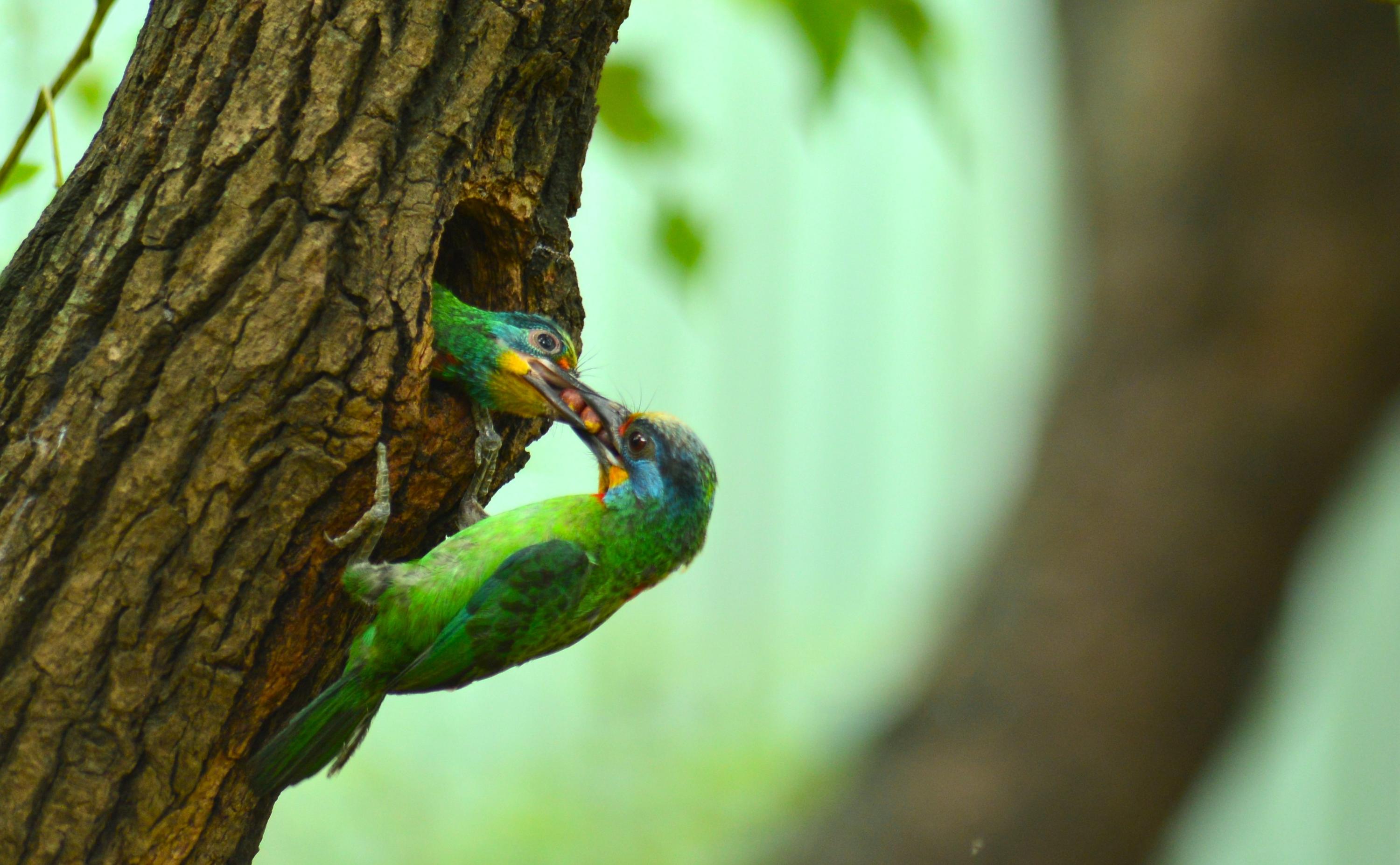 Background image for Celebrating World Biodiversity Day