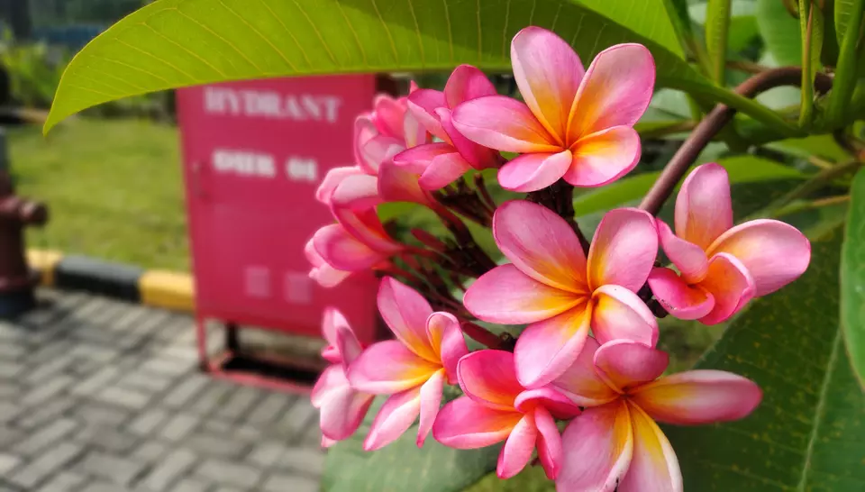 Pink plumeria and fire safety in nature