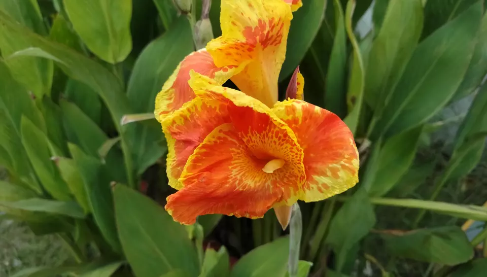 Nature's pop of color: the ultimate mood booster