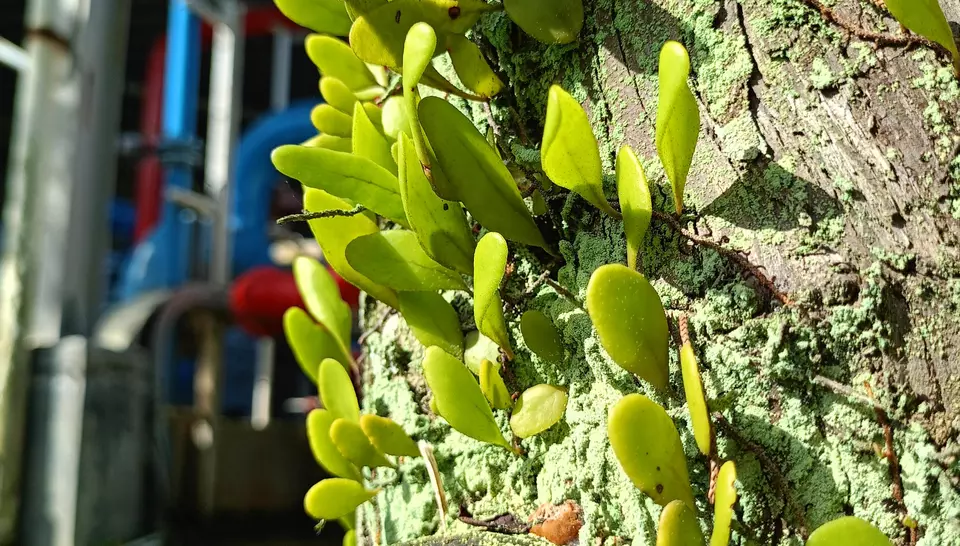 Life upon life: the intricate ecosystem of the tree