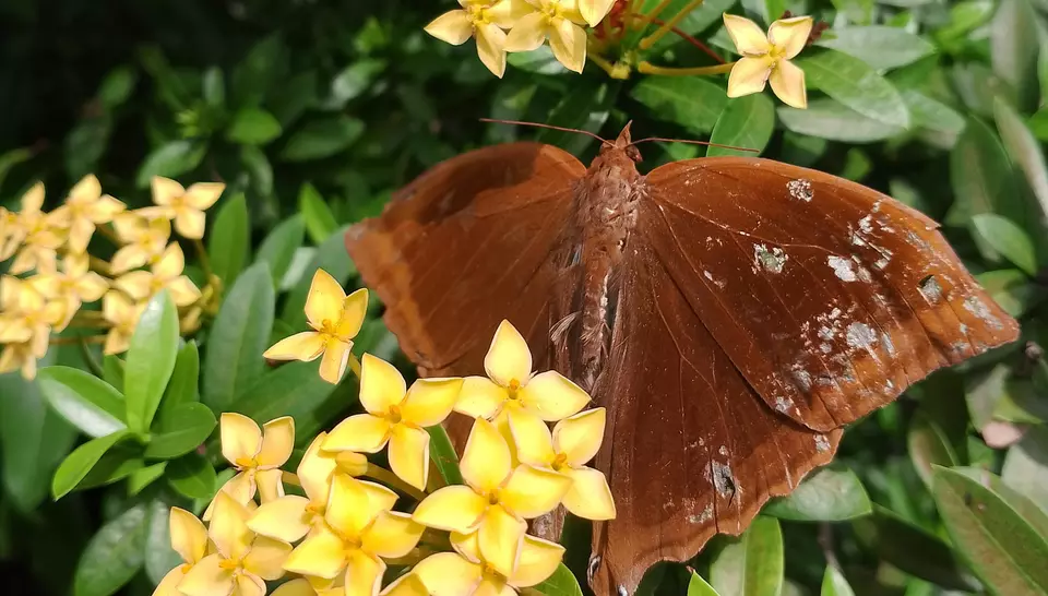 Nature's masterpiece: where earth-toned wings meet golden petals