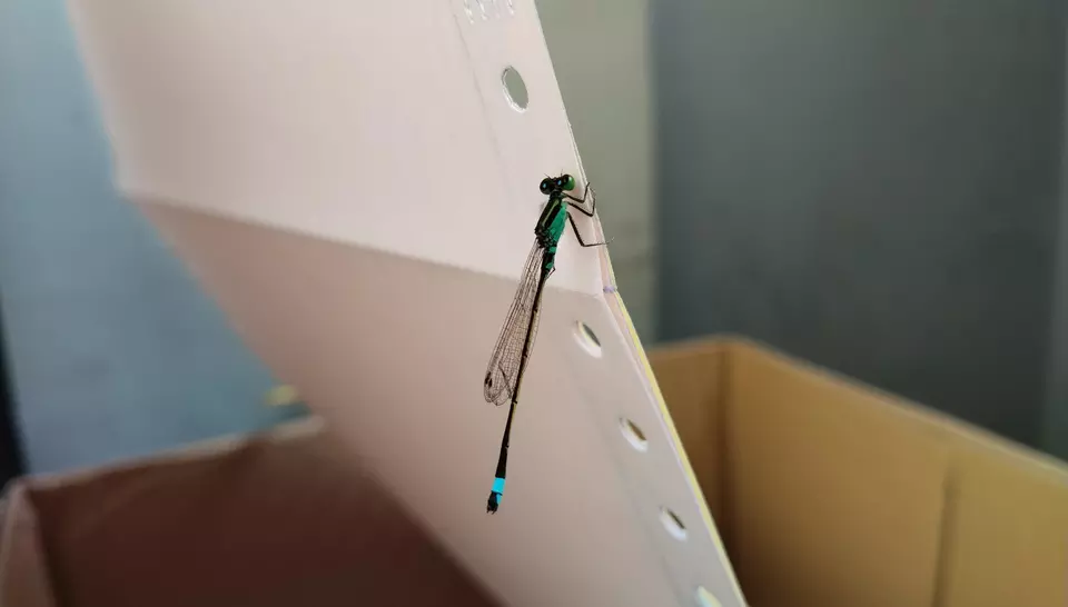 Damselflies: Nature's art on paper