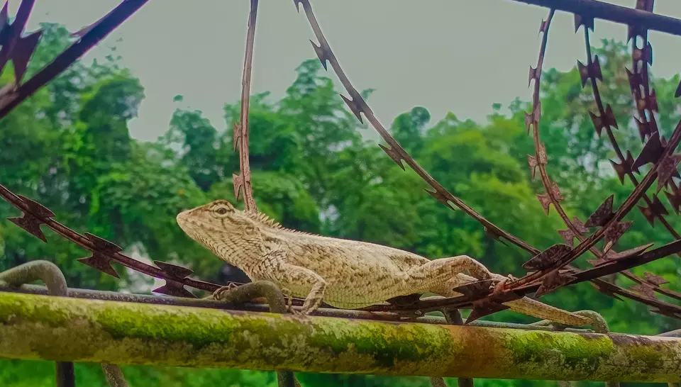 Forest Lizard