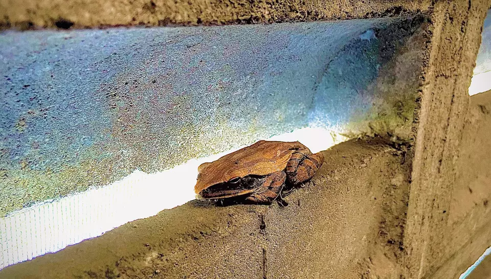 camouflaged frogs blending into concrete walls 