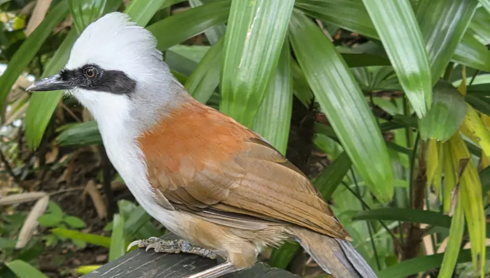 Bird