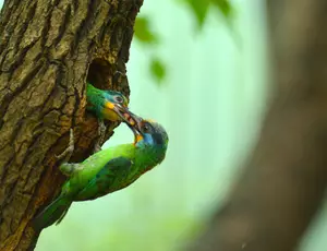 Biodiversity 2026
