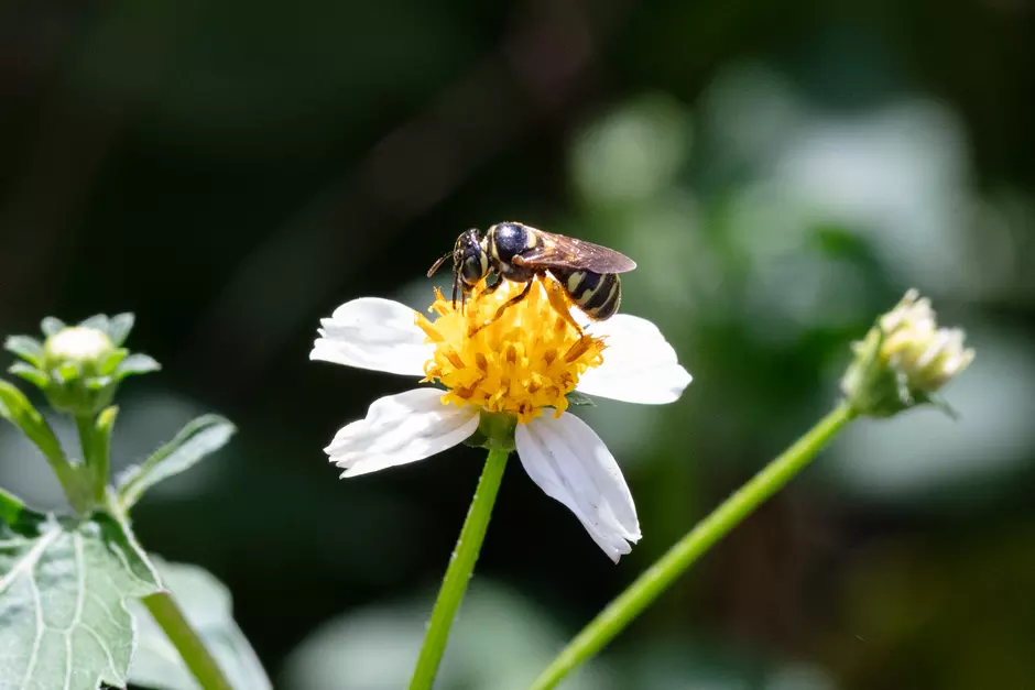 Bee